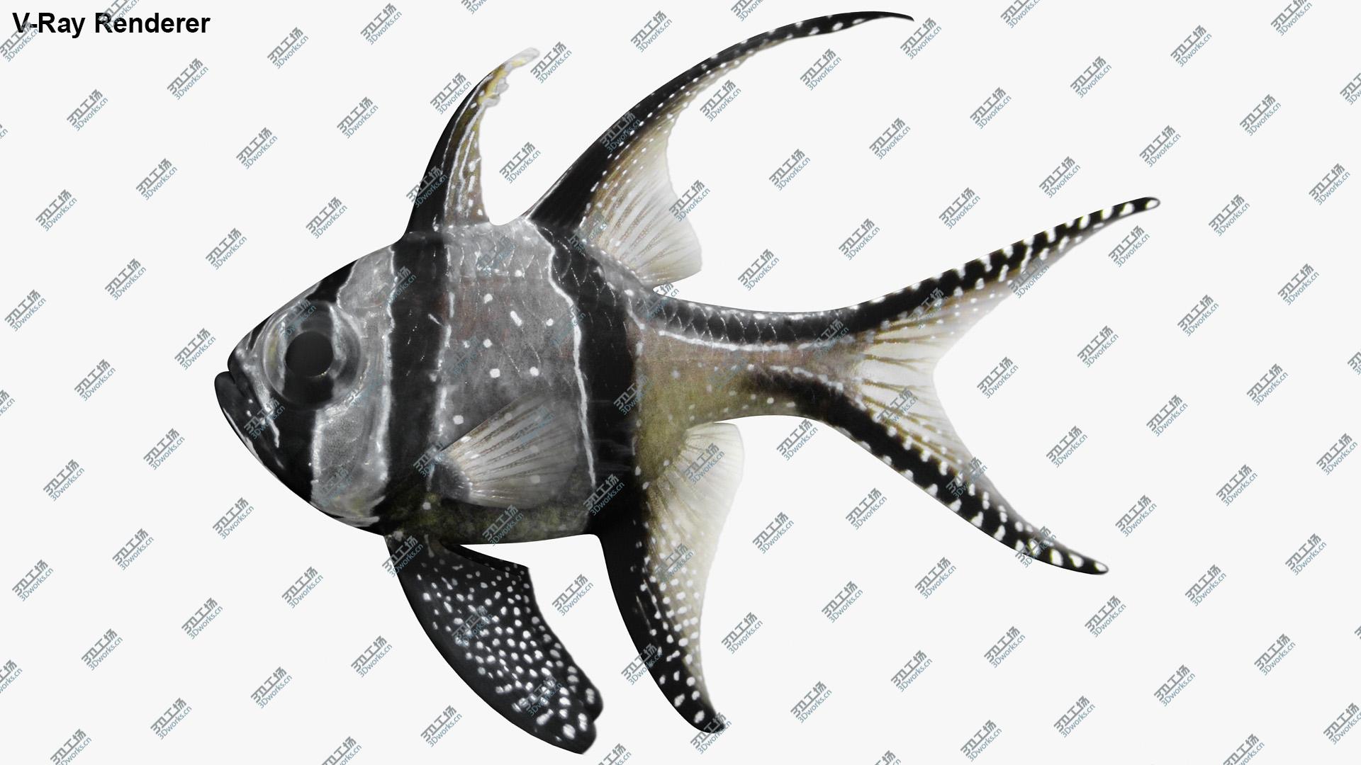 images/goods_img/202104021/3D model Saltwater Fish Collection/4.jpg